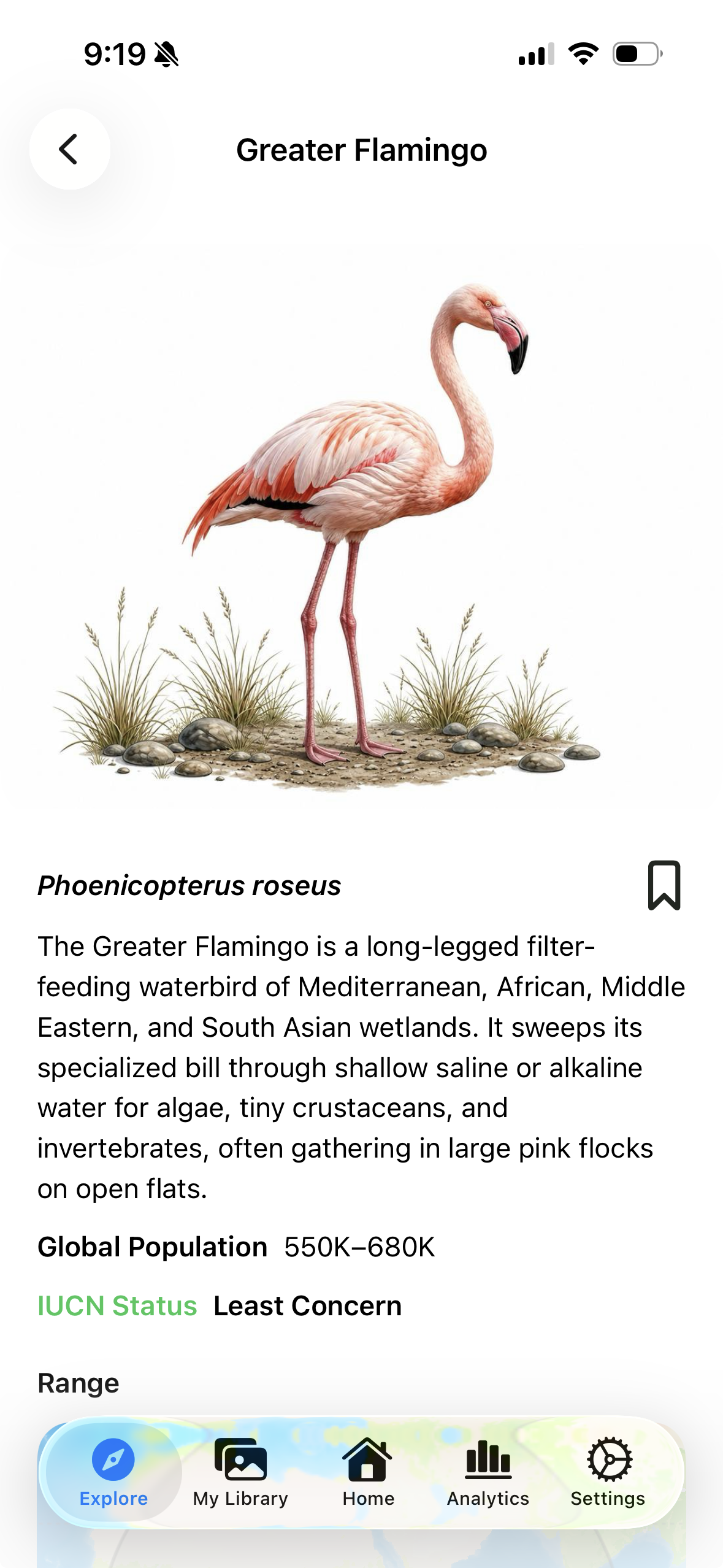 Greater Flamingo species detail in the MyBird app