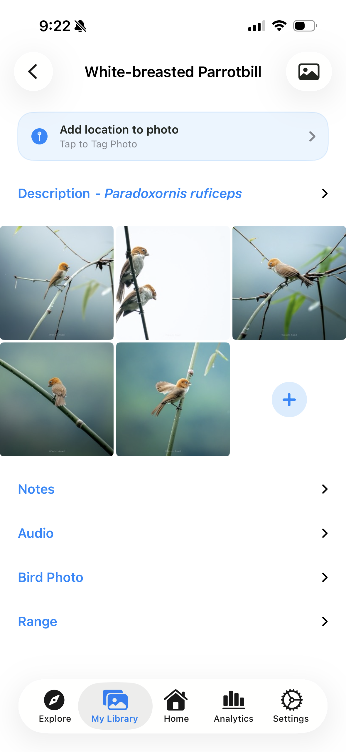White-breasted Parrotbill photo and audio library in the MyBird app