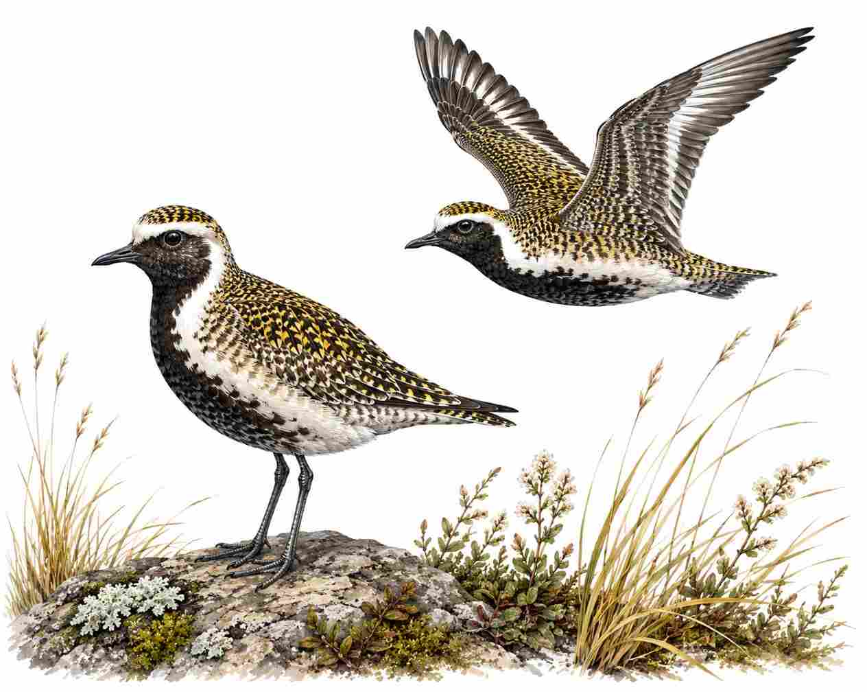 American Golden-Plover