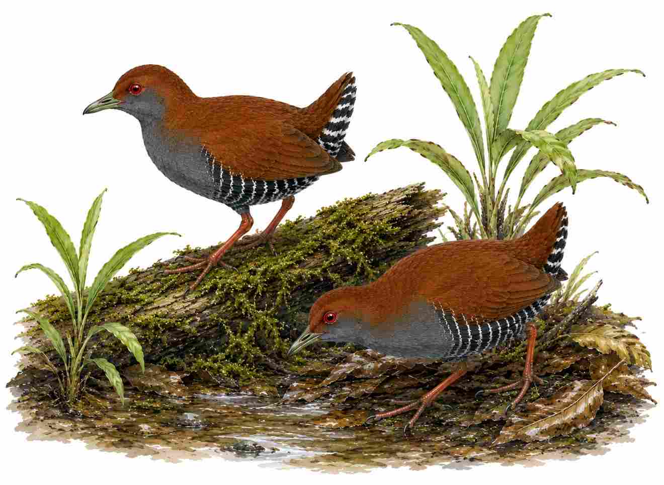 Andaman Crake
