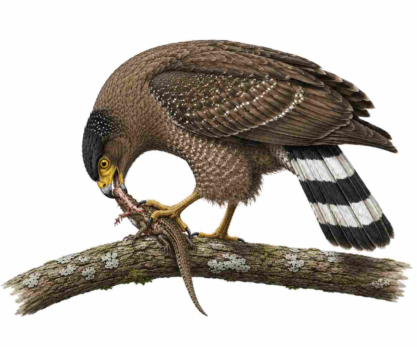 Andaman Serpent-Eagle