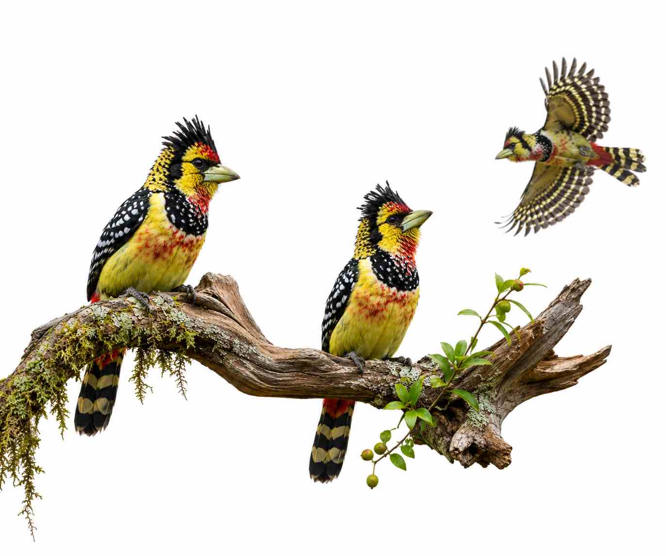Crested Barbet