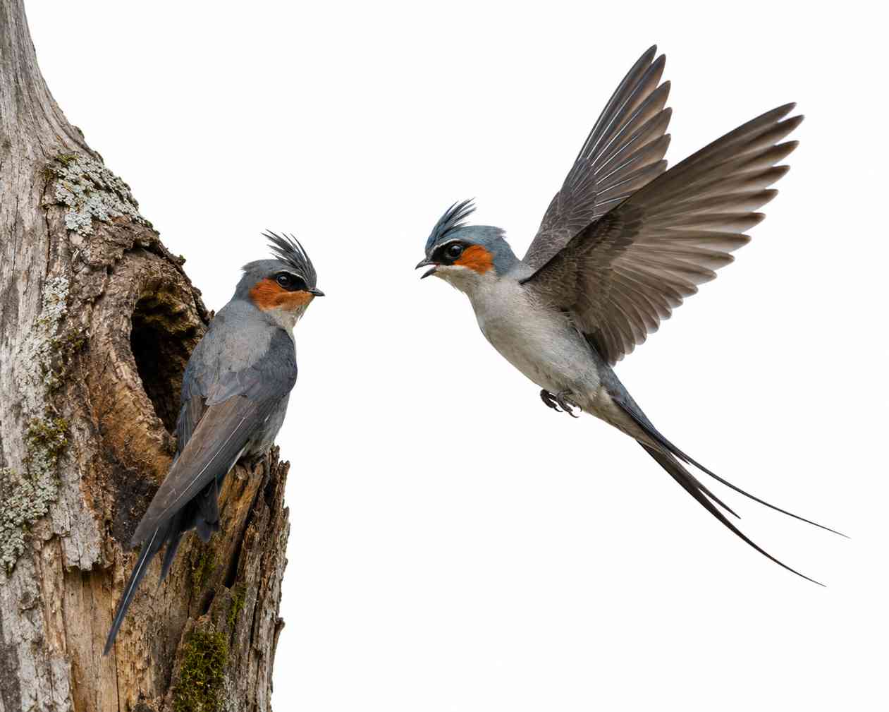 Crested Treeswift