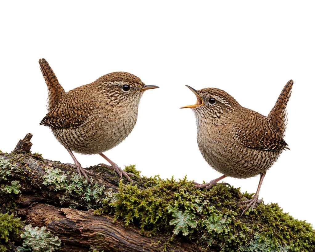 Eurasian Wren
