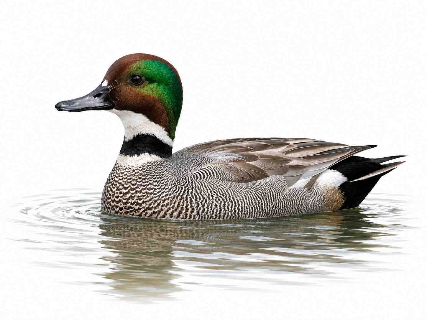Falcated Duck