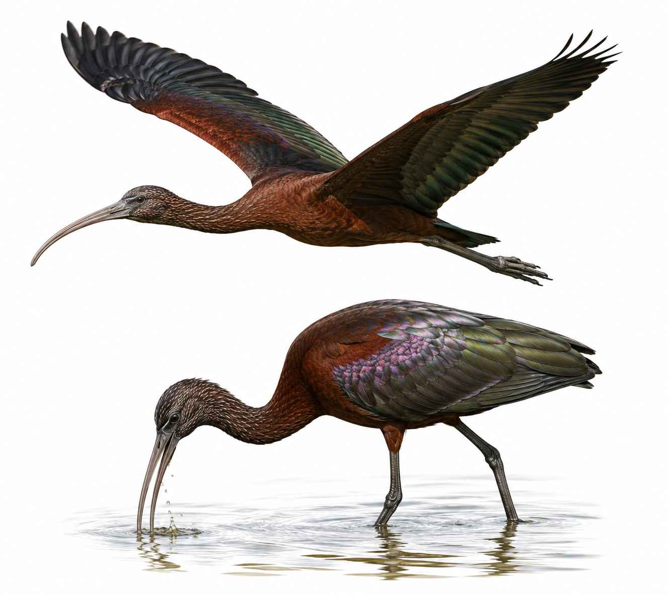 Glossy Ibis