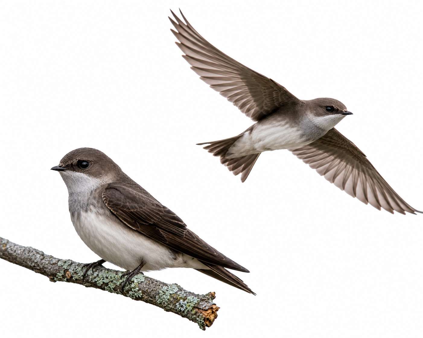 Gray-throated Martin