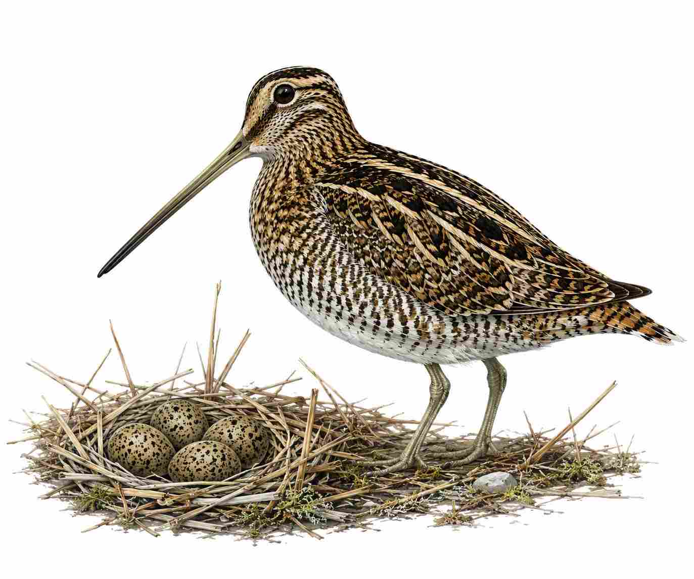 Great Snipe