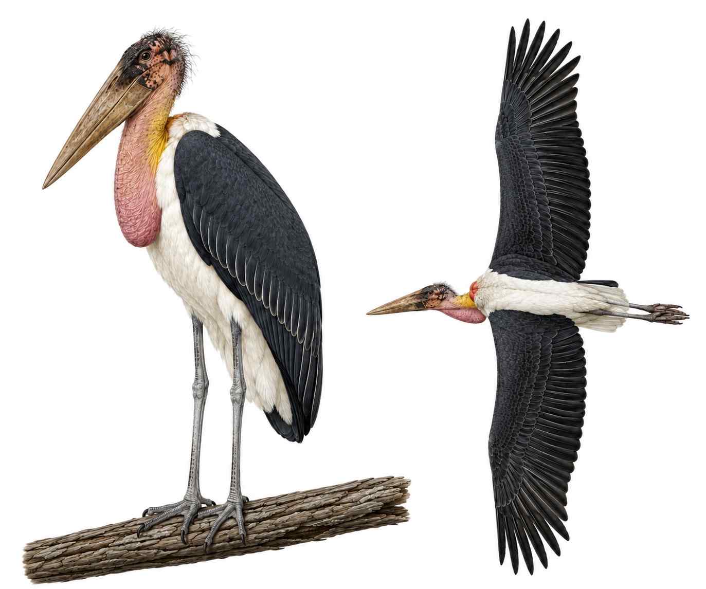 Greater Adjutant