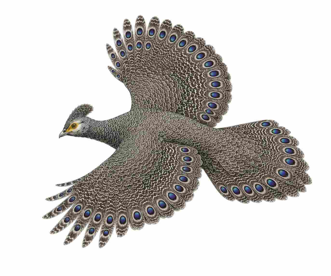Gray Peacock-Pheasant