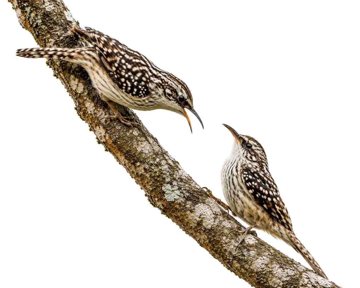 Indian Spotted Creeper