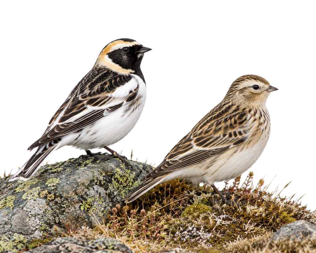 Lapland Longspur