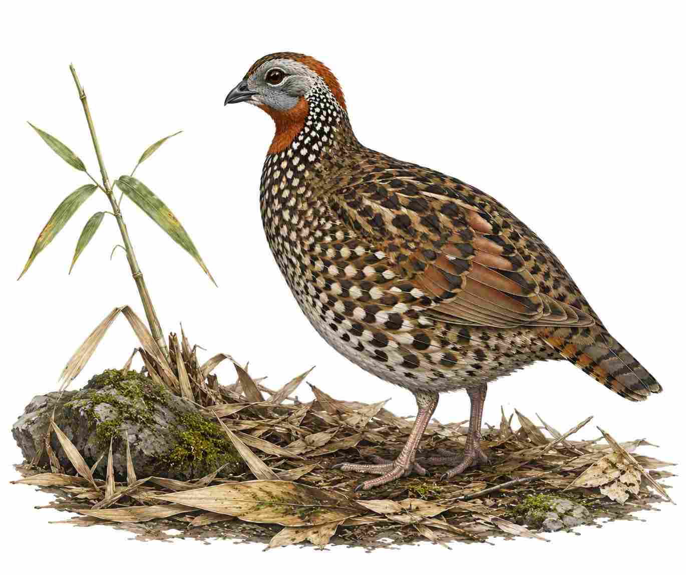 Mountain Bamboo-Partridge