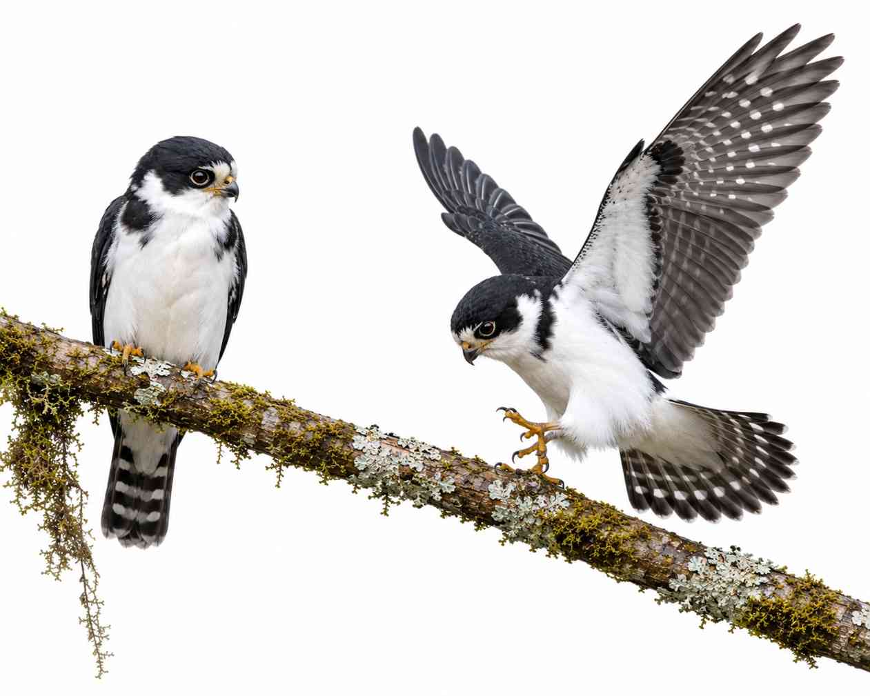 Pied Falconet