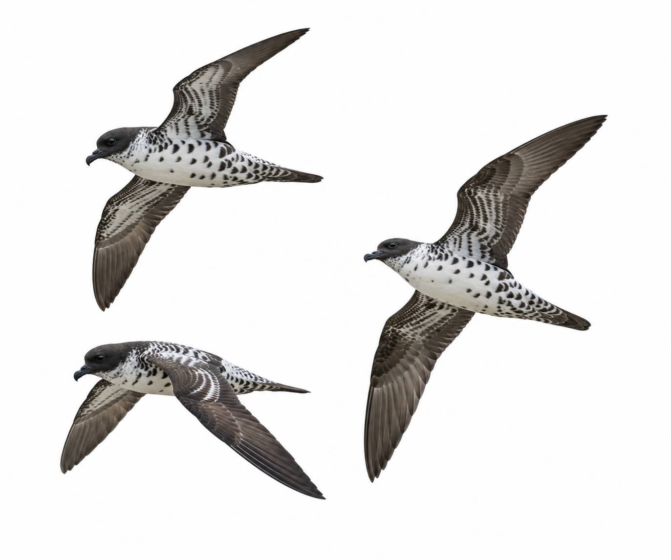 Pintado Petrel
