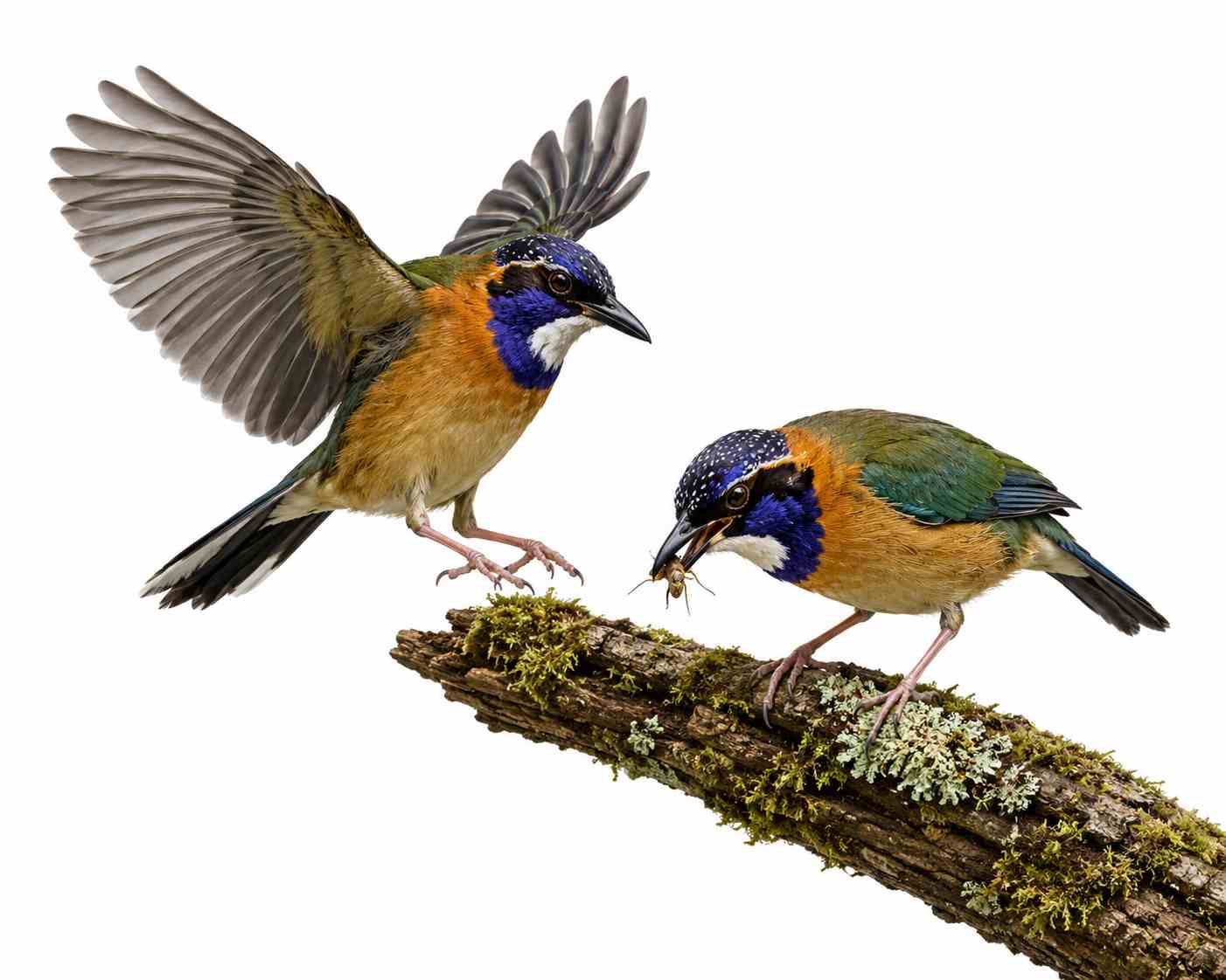 Pitta-like Ground-Roller