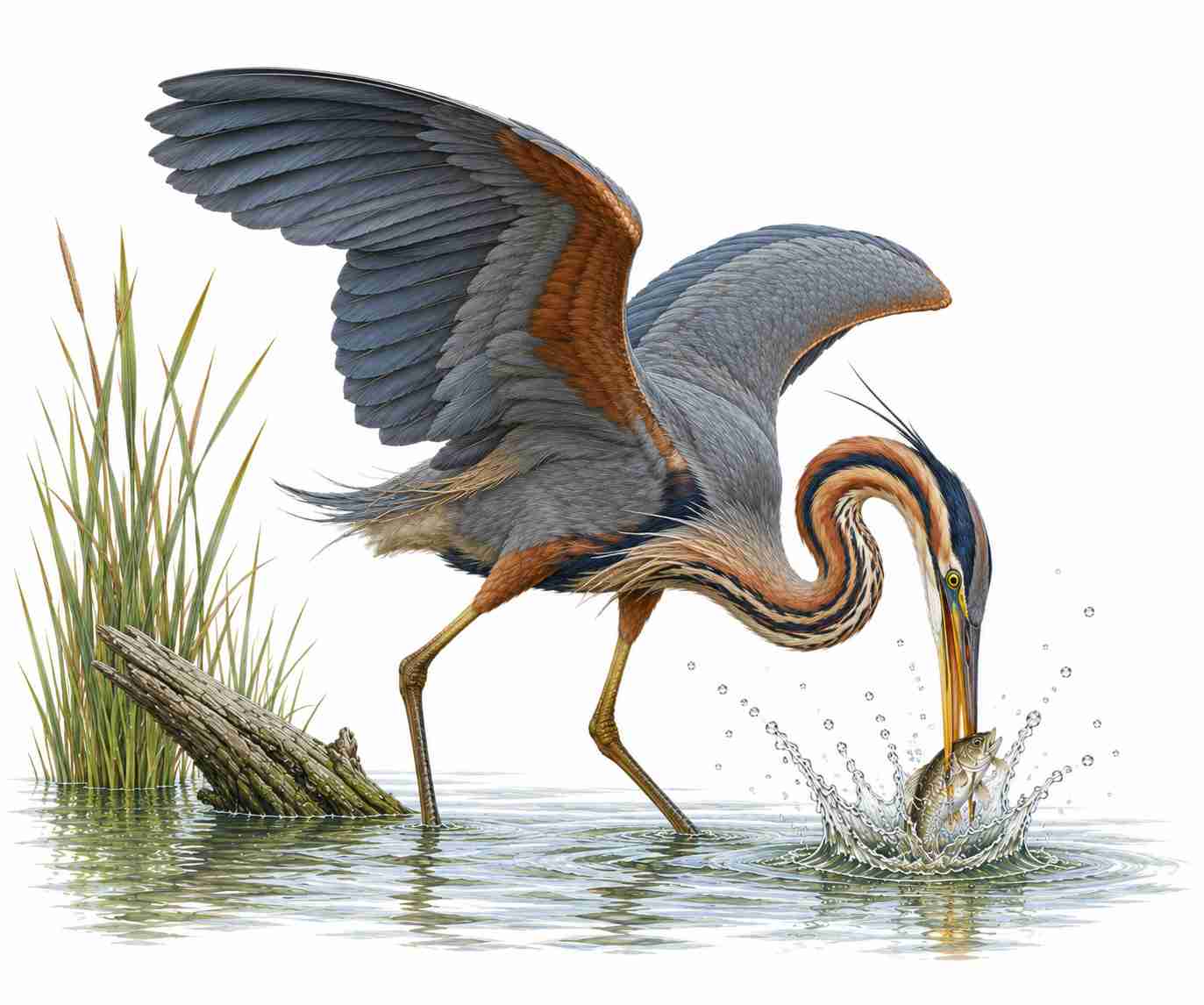 Purple Heron