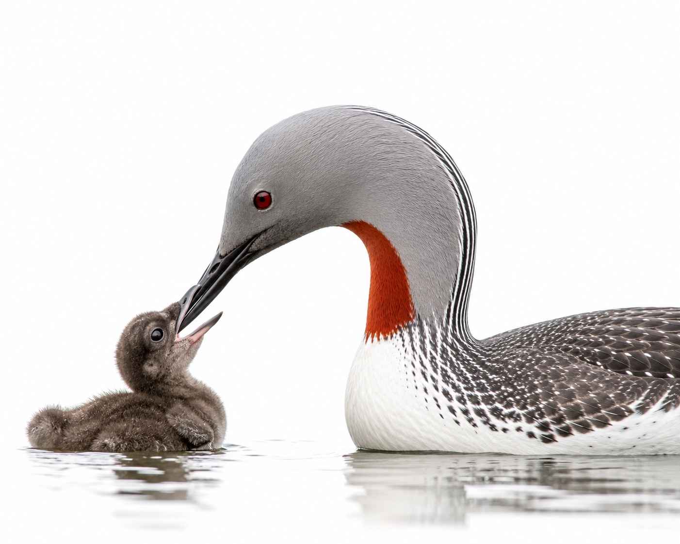 Red-throated Loon