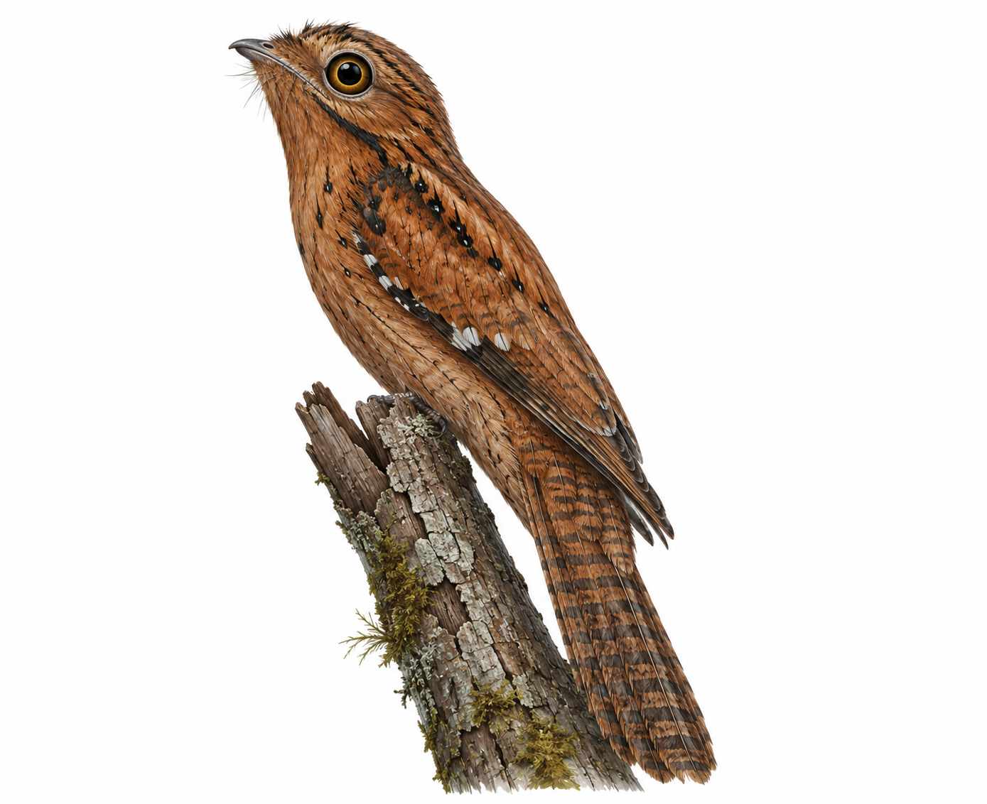 Rufous Potoo