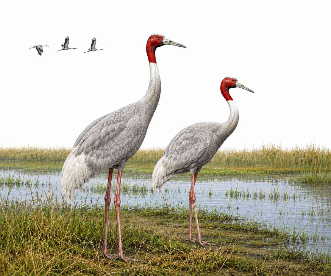 Sarus Crane