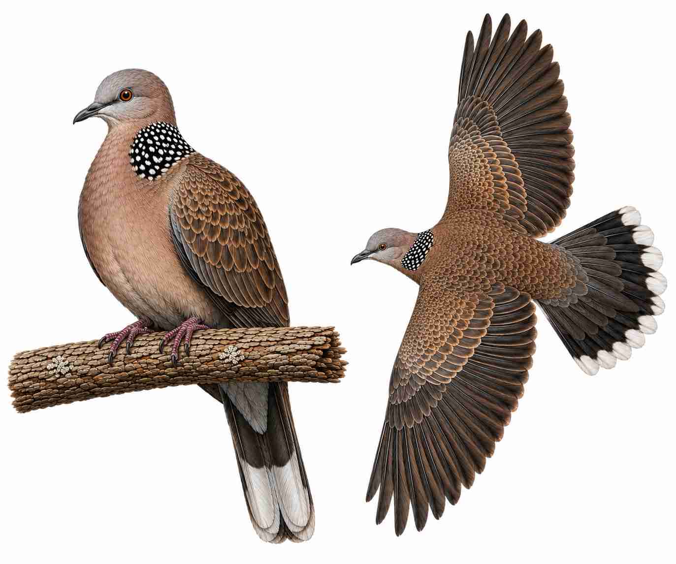 Spotted Dove