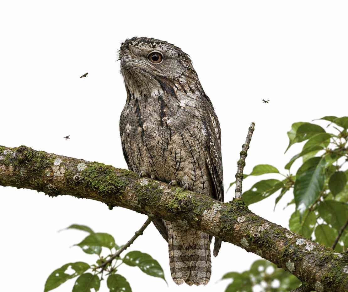Sri Lanka Frogmouth