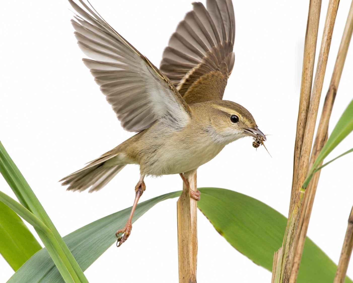 Thick-billed Warbler