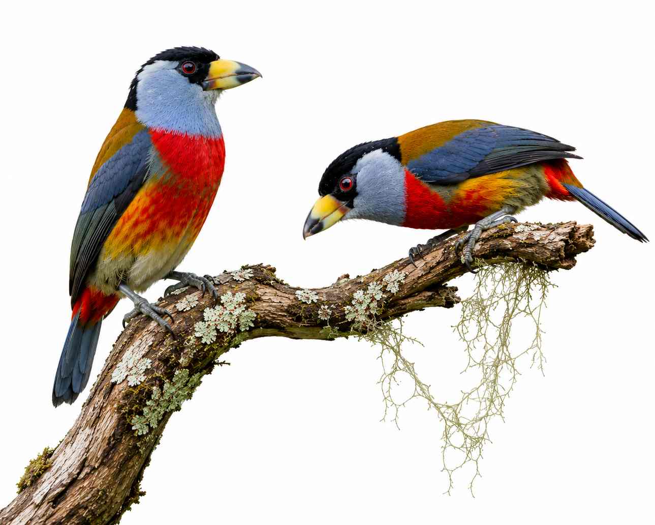 Toucan Barbet