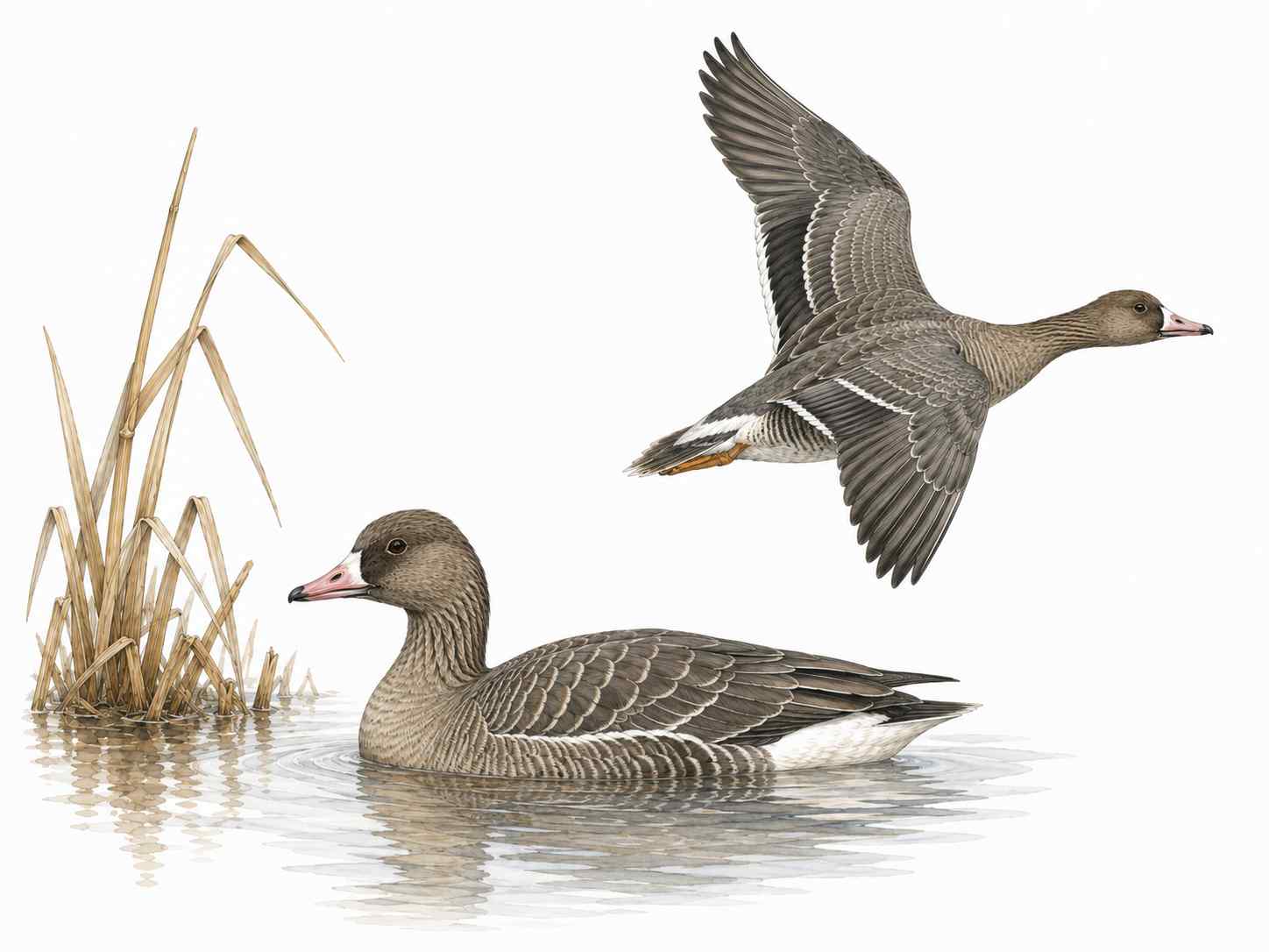Tundra Bean-Goose