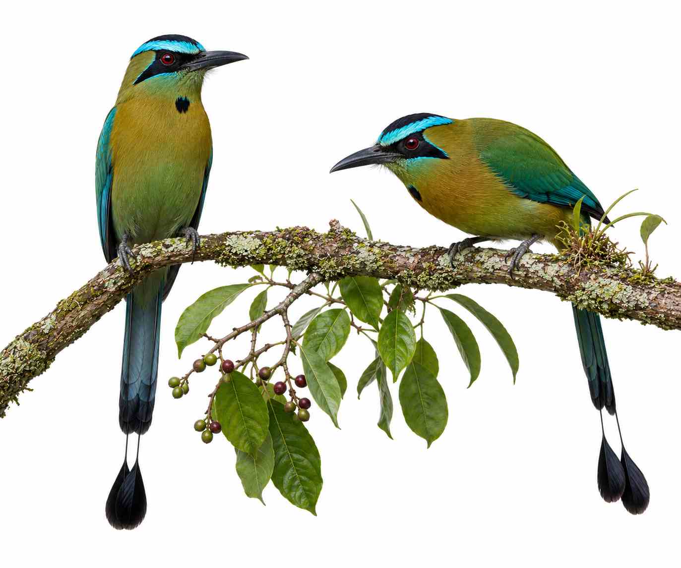 Turquoise-browed Motmot