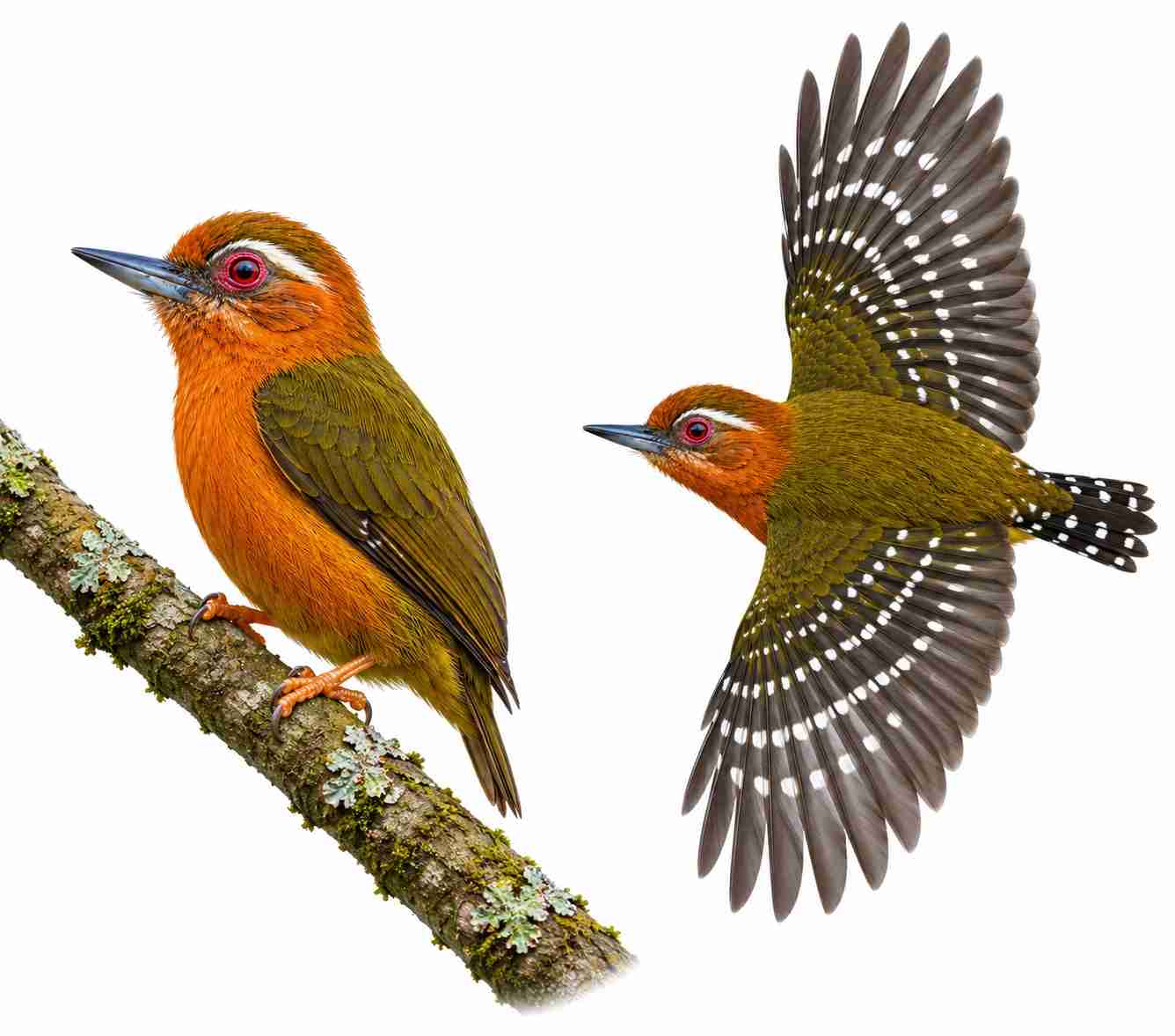 White-browed Piculet