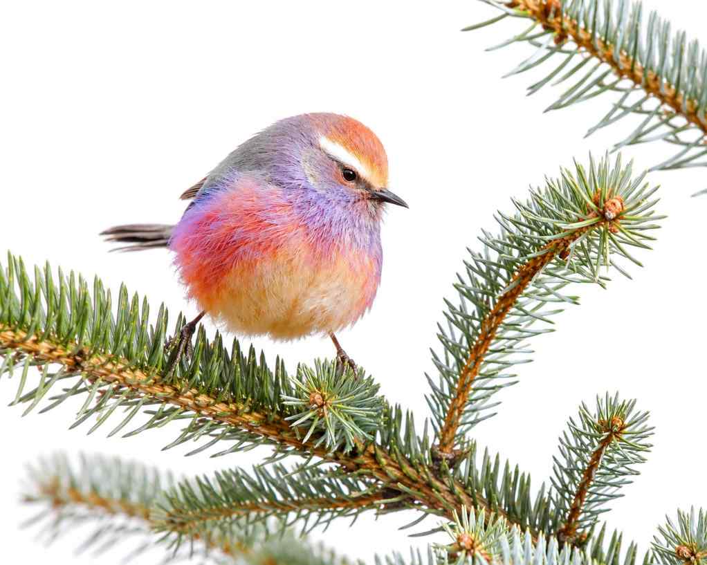 White-browed Tit-Warbler