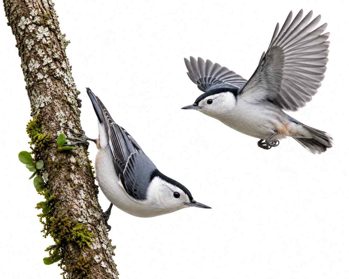 White-cheeked Nuthatch