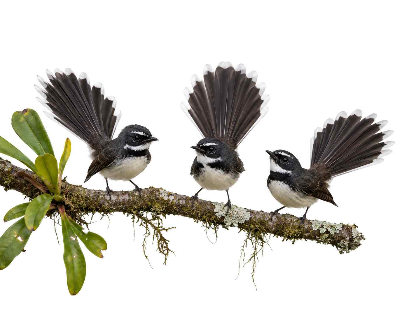 White-throated Fantail
