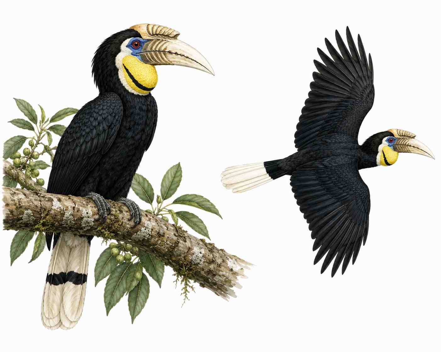 Wreathed Hornbill