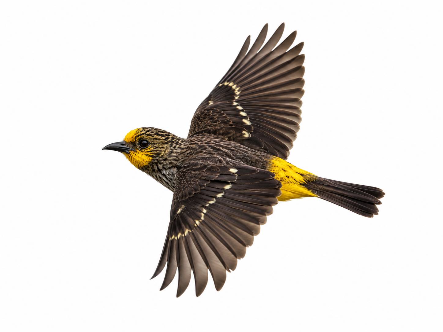 Yellow-rumped Honeyguide