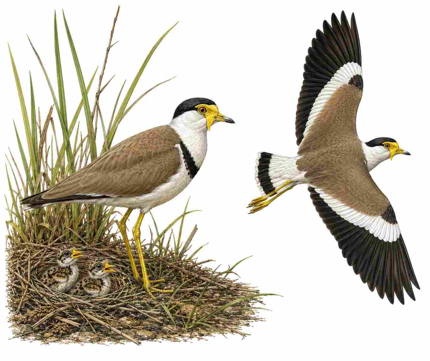 Yellow-wattled Lapwing